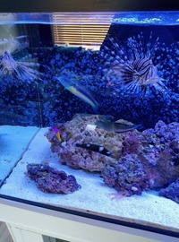 ND Aquatics 5x2x2 Marine Aquarium full set up & fish.