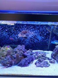 ND Aquatics 5x2x2 Marine Aquarium full set up & fish.