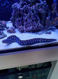 ND Aquatics 5x2x2 Marine Aquarium full set up & fish.