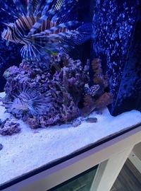 ND Aquatics 5x2x2 Marine Aquarium full set up & fish.