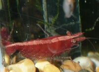 Red cherry shrimps. 25 for £20.