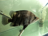 Indo Sumatra Tiger Fish Datnoids 11 inch