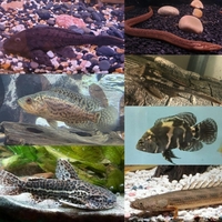 Oddballs, datnoid, bass , catfish,pleco , eels, cichlid