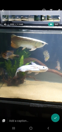 PREDATORY TROPICAL FISH FOR SALE