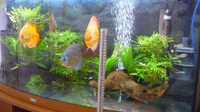 Aquarium set-up complete with Discus and other fish