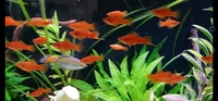 Orange Swordtails - Oldham