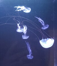 Complete Jellyfish Set-up Very Unique and Special