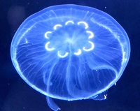 Complete Jellyfish Set-up Very Unique and Special