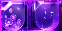 Complete Jellyfish Set-up Very Unique and Special