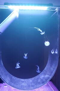 Complete Jellyfish Set-up Very Unique and Special
