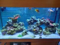 fish coral and rock