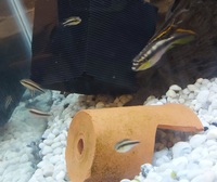 Kribensis