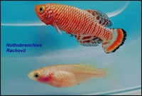 Nothobranchius Rachovii (killifish)