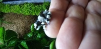 Milk frogs x 4