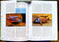 Back to Nature book to Malawi Cichlids Second Edition by Ad Konings SUPER NEW LOWER PRICE £3.99
