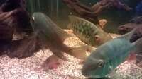 A goup of Six True Parrot Fish ( H. Psittacus )
