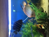 10 inch male red Texas cichlid and 5 inch tilapia