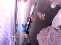 Group of 4 Ocellatus Gold shell dwellers