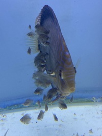 X6 Discus pairs for sale