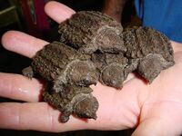 WANTED - HATCHLING ALLIGATOR SNAPPING TURTLE