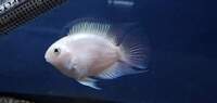 PLATINUM PARROT FISH LAST 20 OFFER