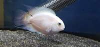 PLATINUM PARROT FISH LAST 20 OFFER