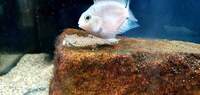PLATINUM PARROT FISH LAST 20 OFFER