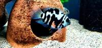 POLAR BLUE PARROT FISH LAST 20 OFFER