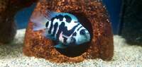 POLAR BLUE PARROT FISH LAST 20 OFFER