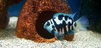 POLAR BLUE PARROT FISH LAST 20 OFFER