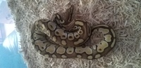 Pastel lesser female and normal het ogh male pair