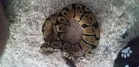 Pastel lesser female and normal het ogh male pair