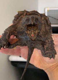 12 inch true alligator snapping turtle