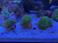 Marine corals in West London