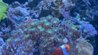 Marine corals in West London