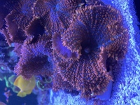 Marine corals in West London