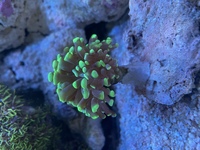 Marine corals in West London