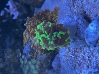 Marine corals in West London