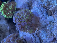 Marine corals in West London