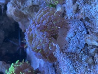 Marine corals in West London