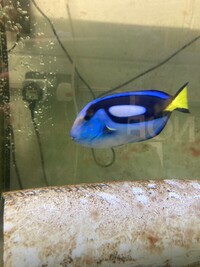 XL Regal Tang (9inches) - £70- Sold