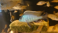 Lethrinops Chilingali (extinct in the wild) Malawi Cichlids