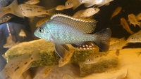 Lethrinops Chilingali (extinct in the wild) Malawi Cichlids