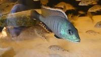Lethrinops Chilingali (extinct in the wild) Malawi Cichlids