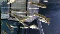 Rhamphochromis Chilingali (extinct in the wild) Malawi Cichlids