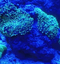 Various corals for sale from my tank