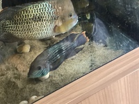 @@@RARE STUNNING BREEDING PAIRS - CICHLIDS/FISH@@@