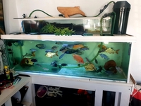 5ft Aquarium and various fish