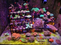 Lots of corals SPS, LPS & softies