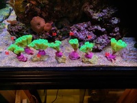 Lots of corals SPS, LPS & softies